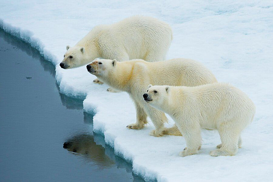 West Spitsbergen Polar bears